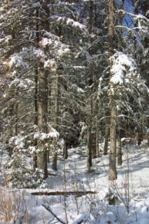 White Spruce in the Boreal Forest of Northeastern Alberta